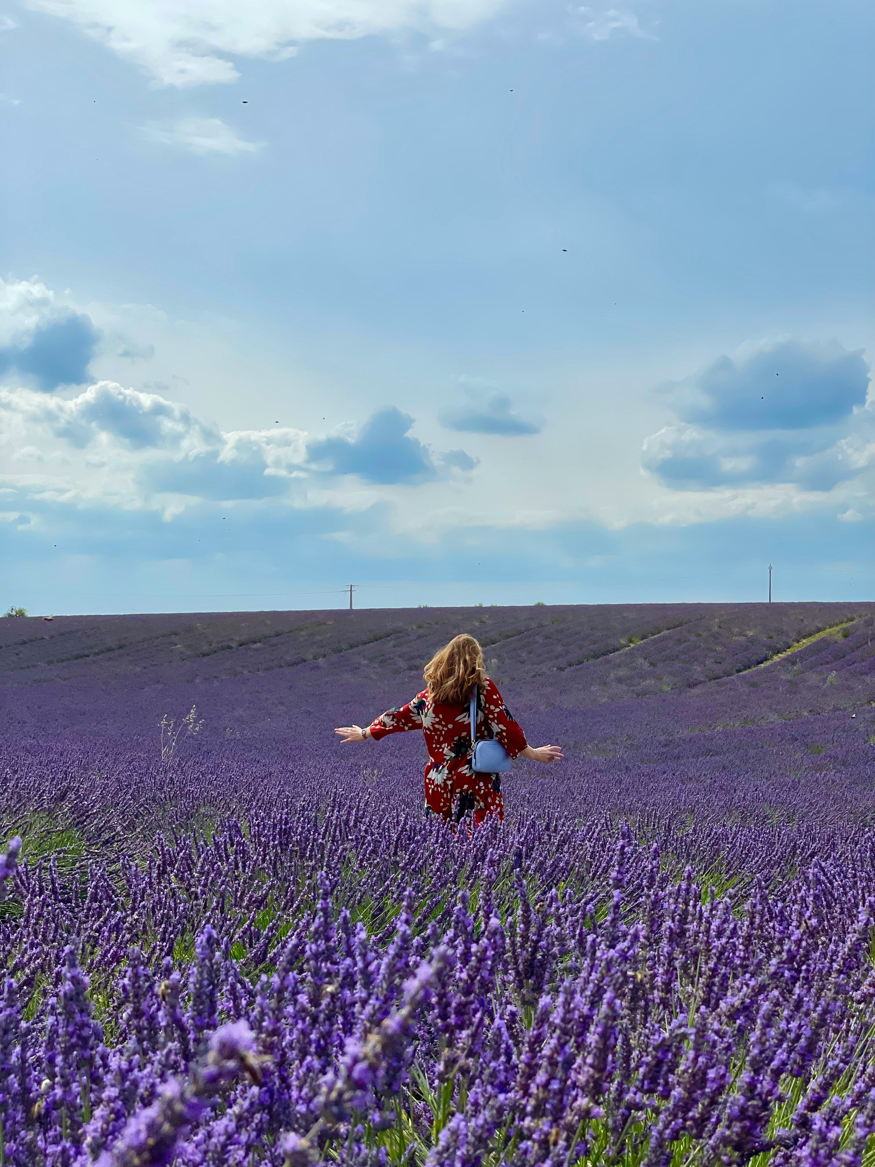 Aromatic lavender field